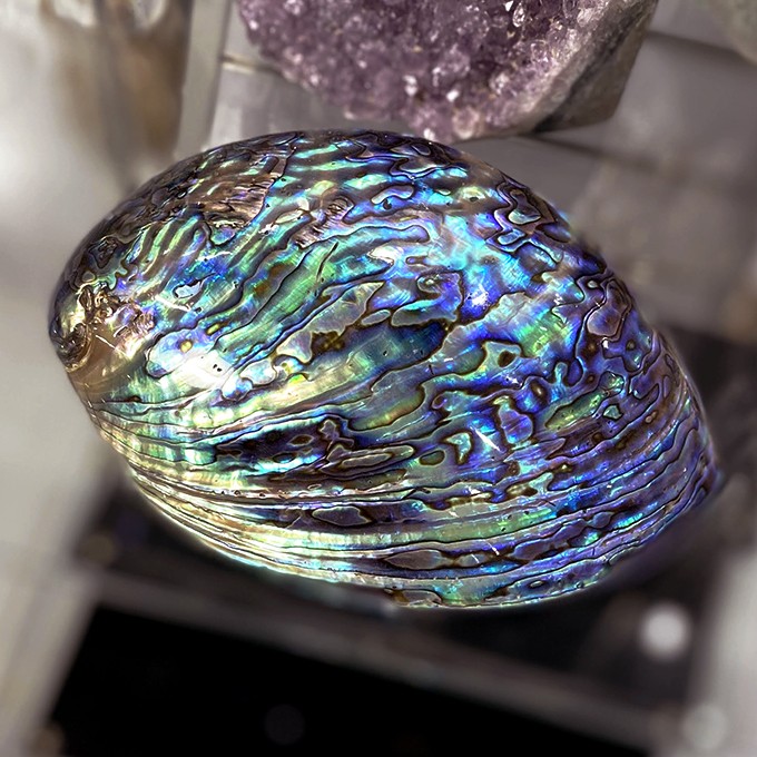 Décoration Coquillage Abalone